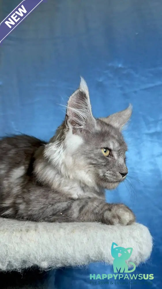 Michael Maine Coon male black silver - live animals