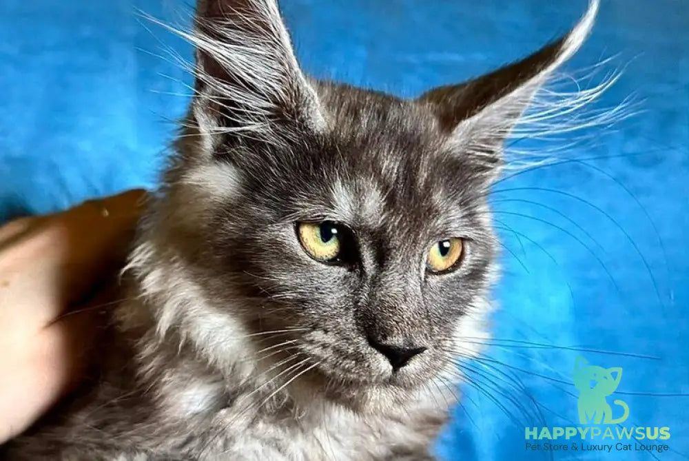 Michael Maine Coon male black silver - live animals