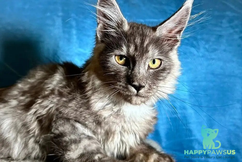 Michael Maine Coon male black silver - live animals