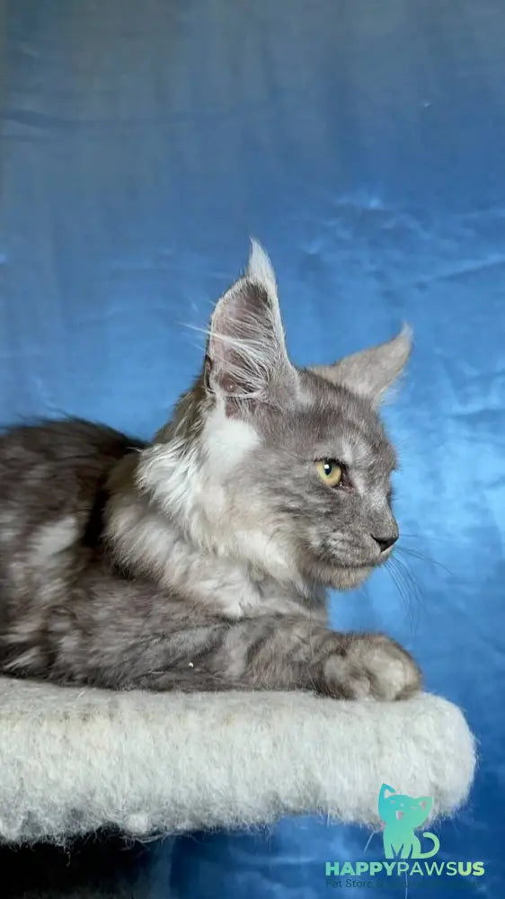 Michael Maine Coon male black silver - live animals