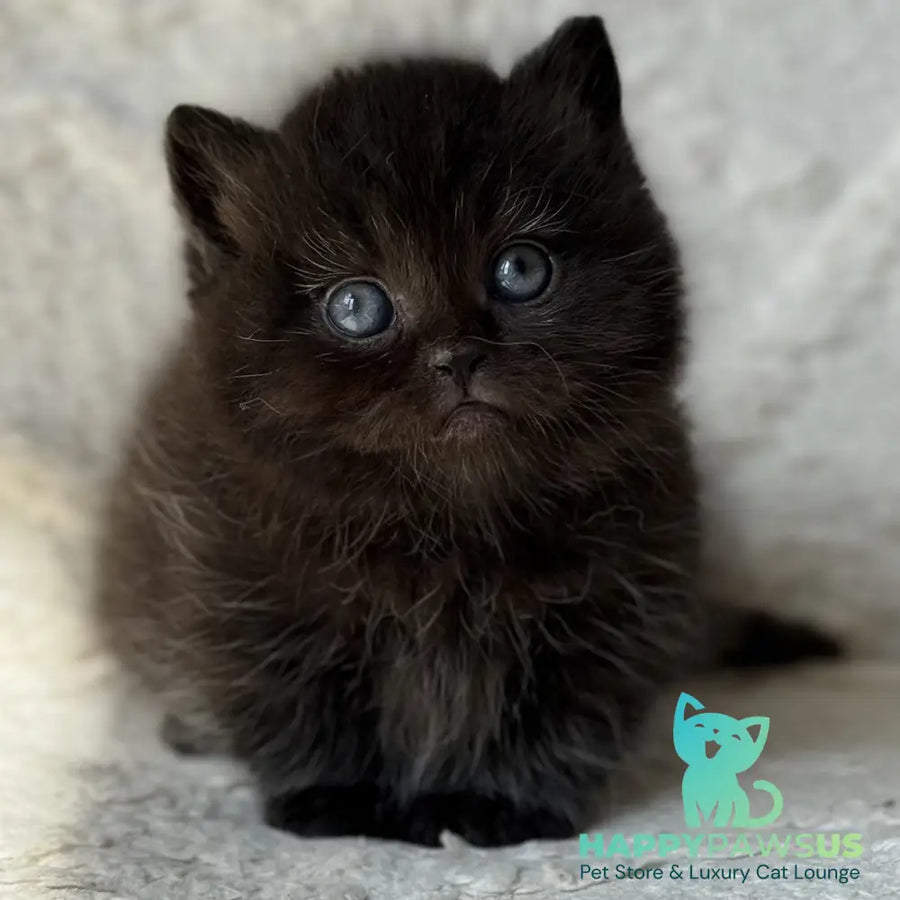 Michael Munchkin male black - live animals