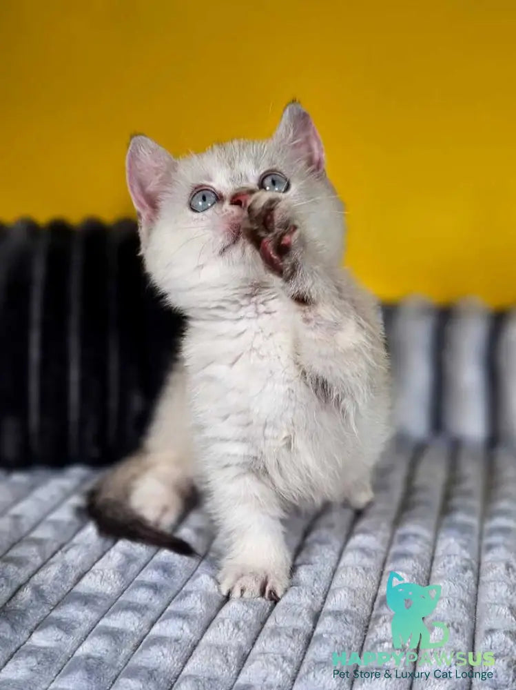 Michael Munchkin male blue pointed tabby - live animals