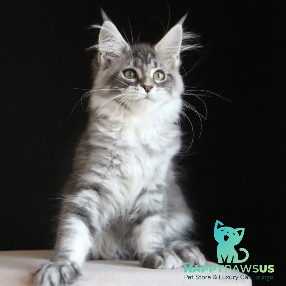 Michel Maine Coon female blue silver tabby - live animals