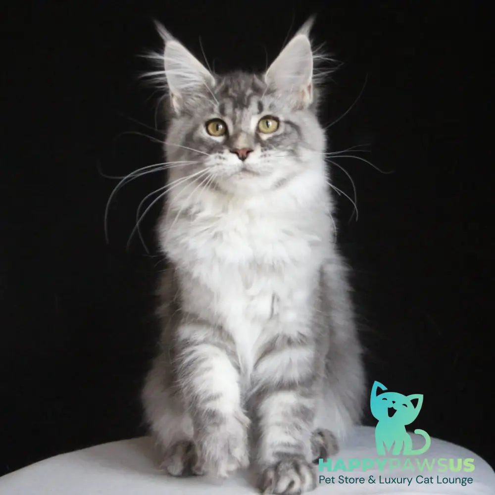 Michel Maine Coon female blue silver tabby - live animals