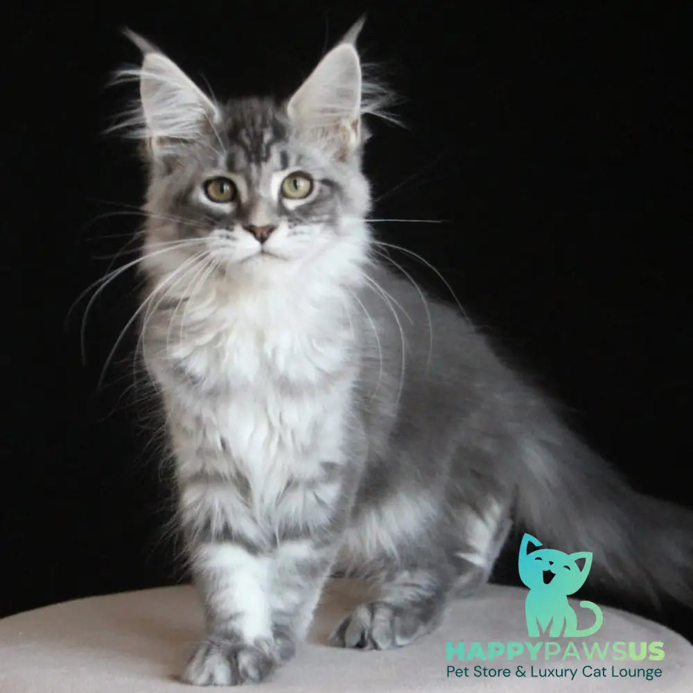 Michel Maine Coon female blue silver tabby - live animals