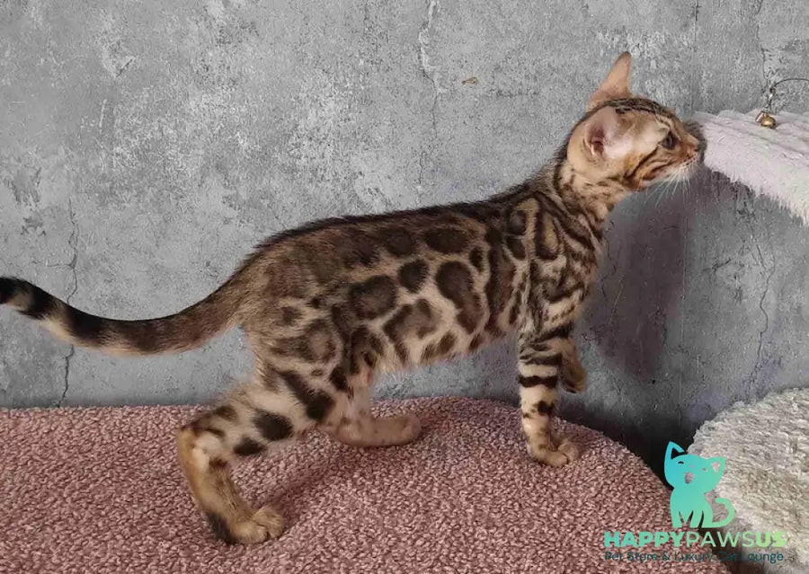 Michelle Bengal female black spotted tabby - live animals