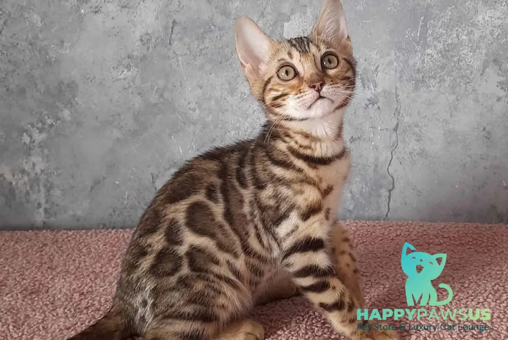 Michelle Bengal female black spotted tabby - live animals