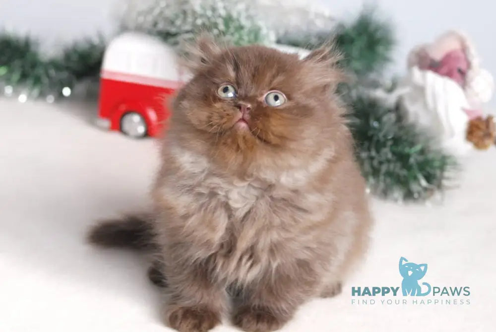 Michelle British Longhair female chocolate live animals