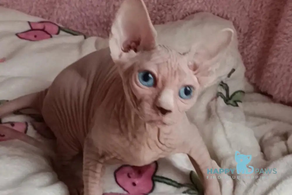 Michel Canadian Sphynx female white live animals