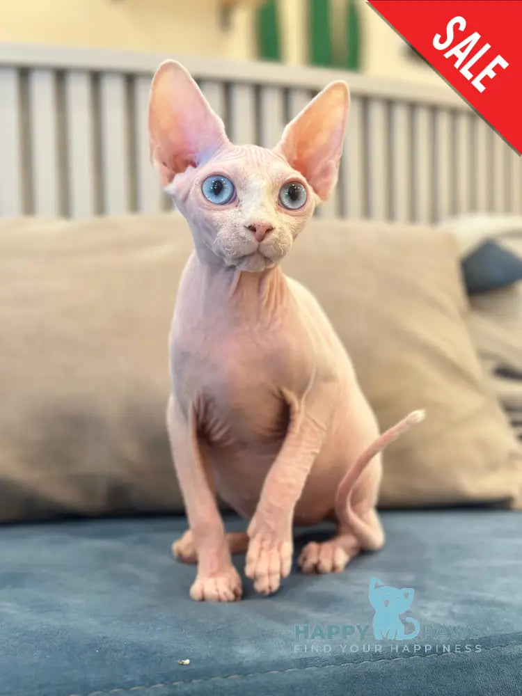 Michelle Canadian Sphynx female white live animals