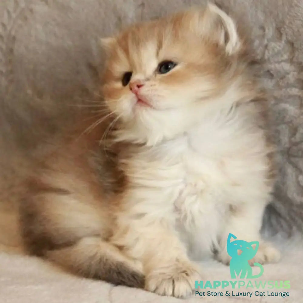 Mickey British Longhair male blue golden shaded - live animals