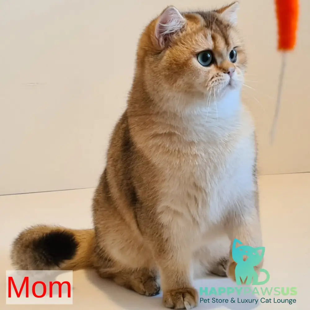 Mickey British Longhair male blue golden shaded - live animals