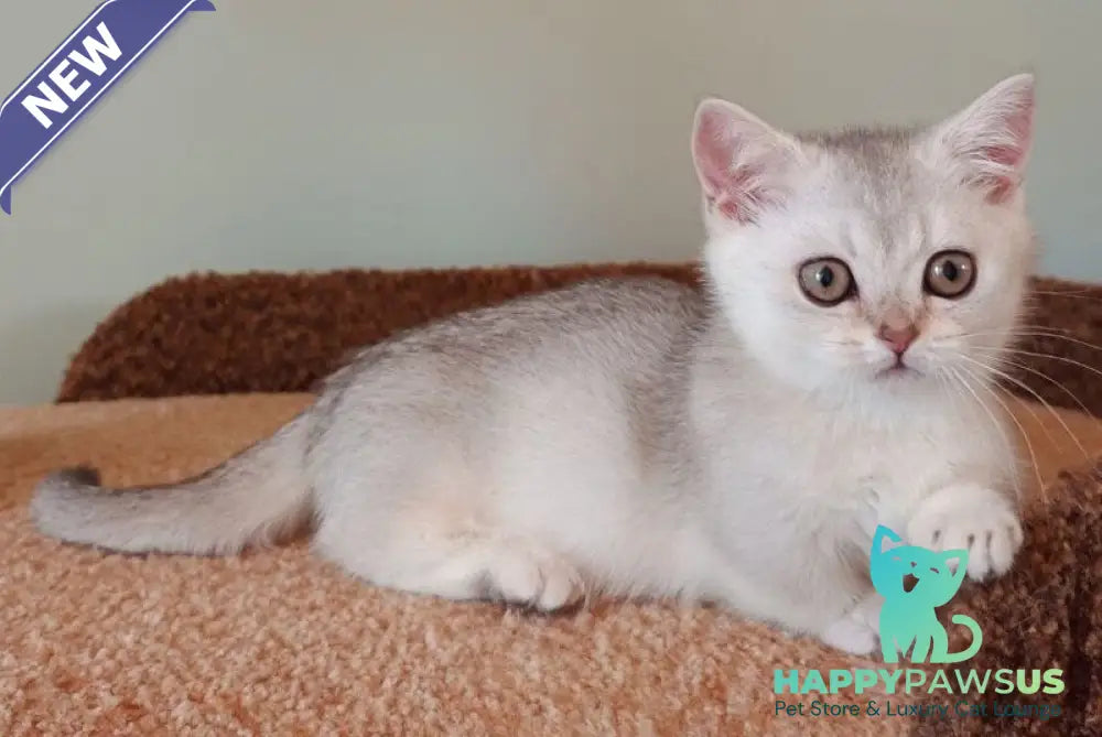 Mickey Munchkin male black silver shaded - live animals
