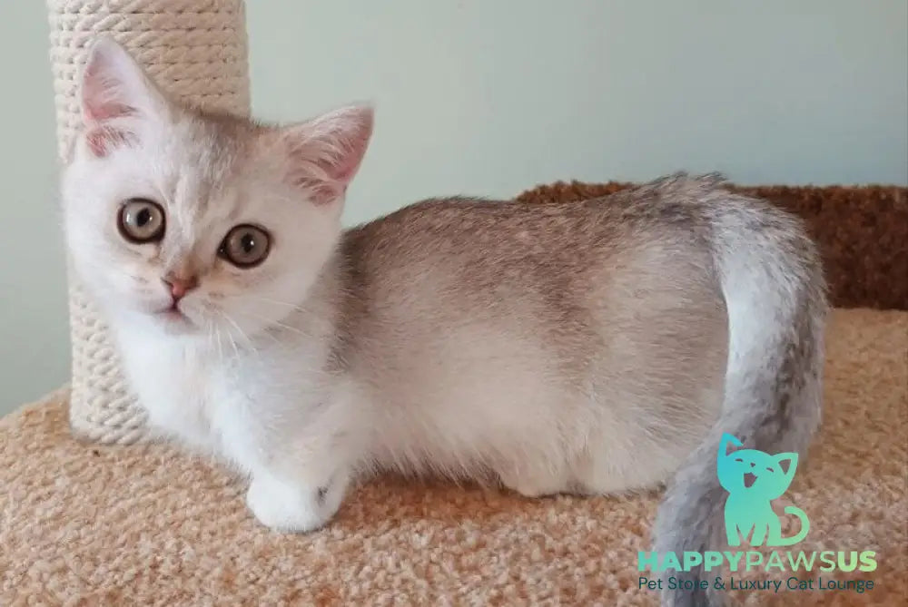 Mickey Munchkin male black silver shaded - live animals