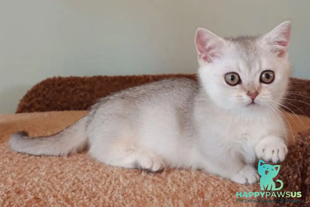 Mickey Munchkin male black silver shaded - live animals