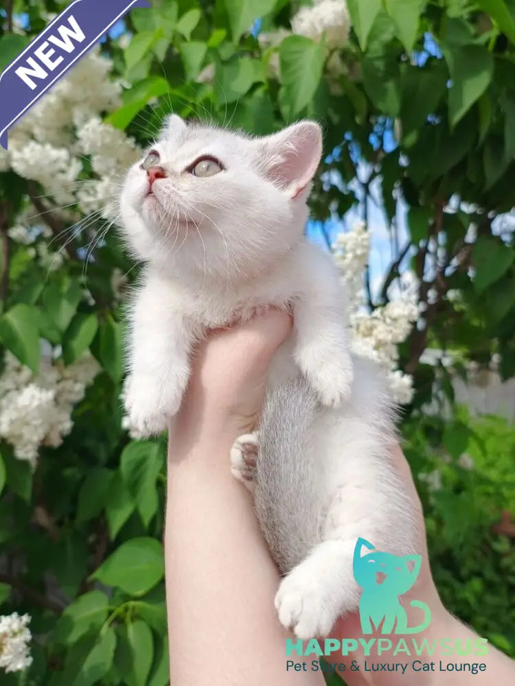Mickey Munchkin male black silver shaded - live animals