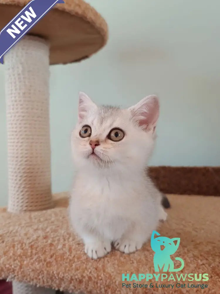 Mickey Munchkin male black silver shaded - live animals