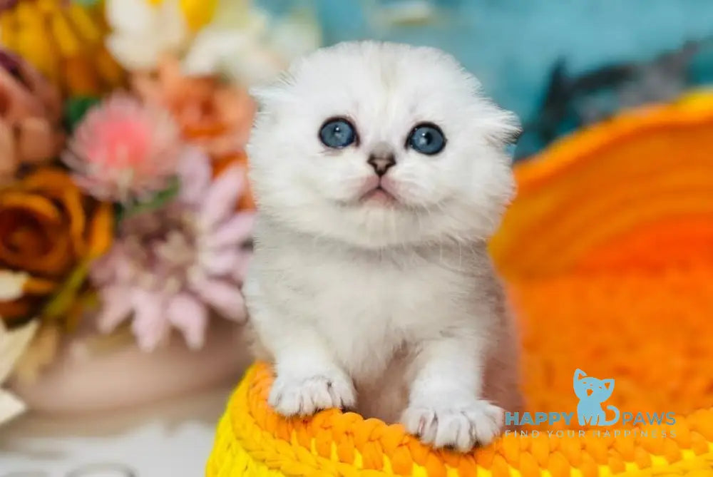 Mickey Scottish Fold male black silver shaded live animals