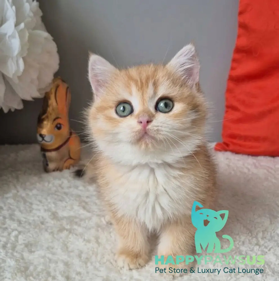 Midas British Shorthair male black golden chinchilla - live animals