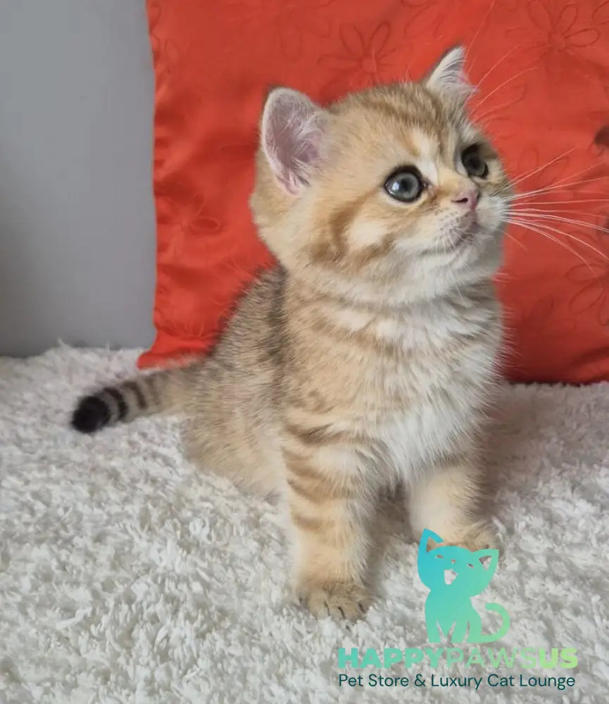 Midas British Shorthair male black golden chinchilla - live animals