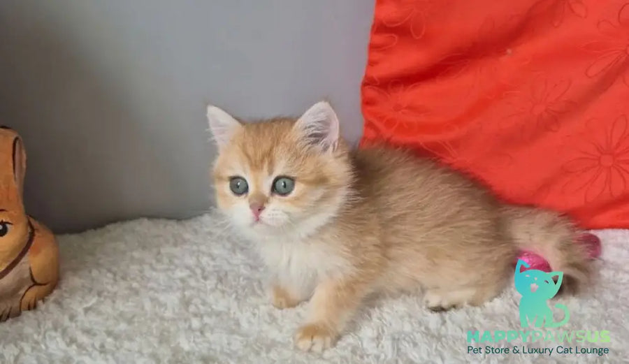 Midas British Shorthair male black golden chinchilla - live animals