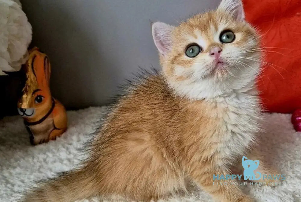 Midas British Shorthair male black golden chinchilla - live animals