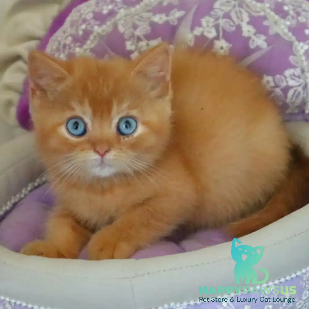 Migel British Shorthair male red - live animals