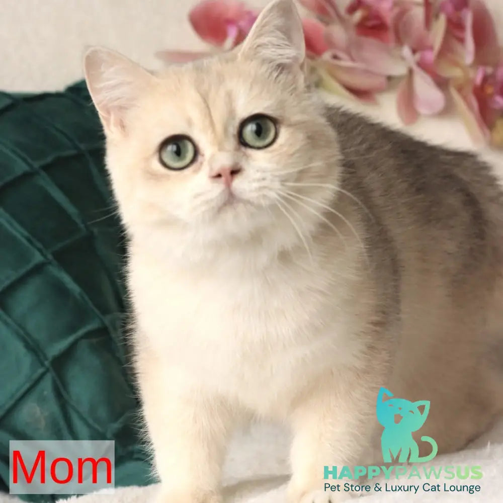 Mihael British Shorthair male blue bicolour - live animals