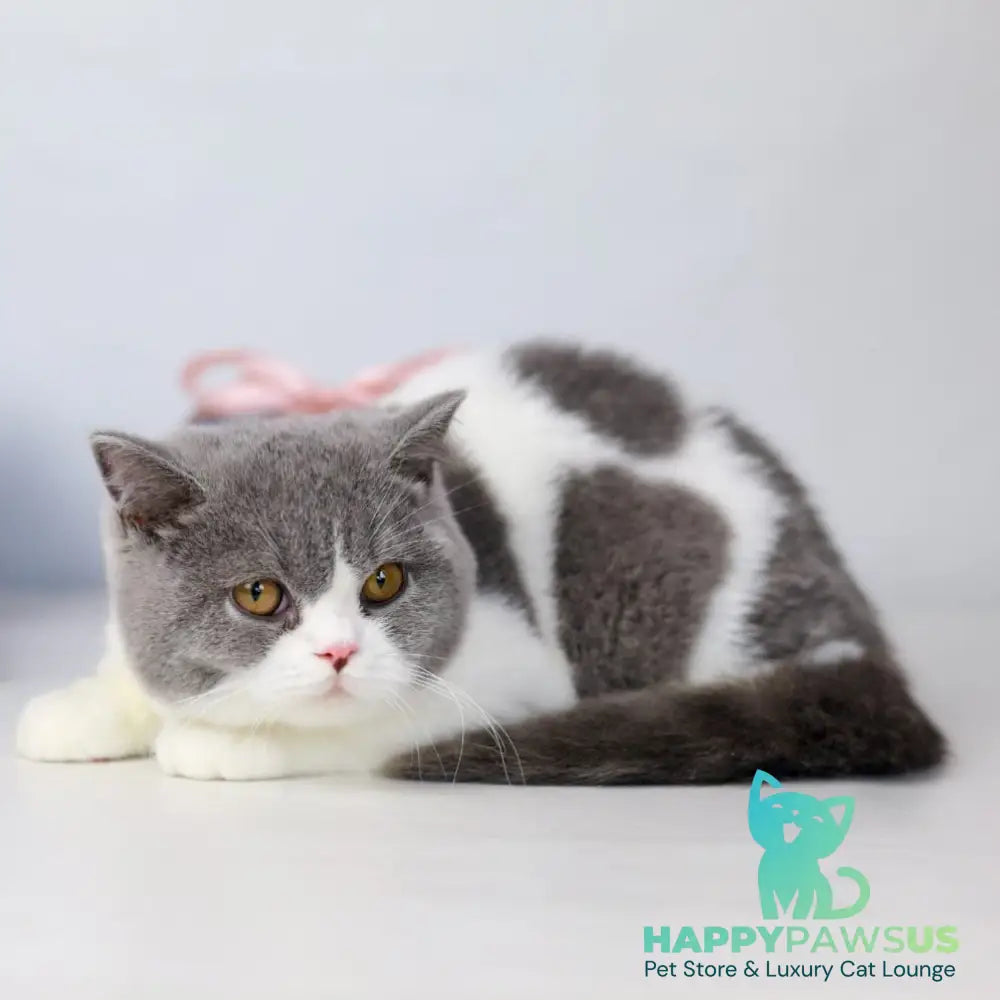 Mihael British Shorthair male blue bicolour - live animals