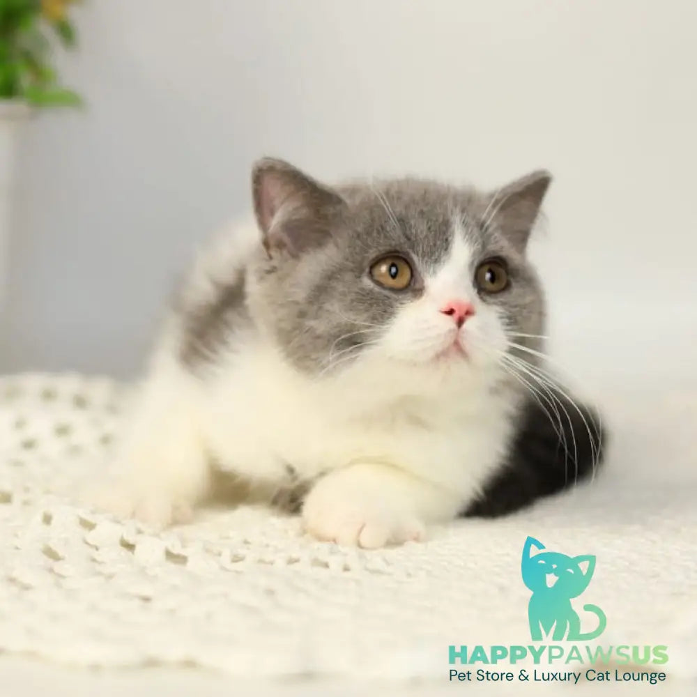 Mihael British Shorthair male blue bicolour - live animals
