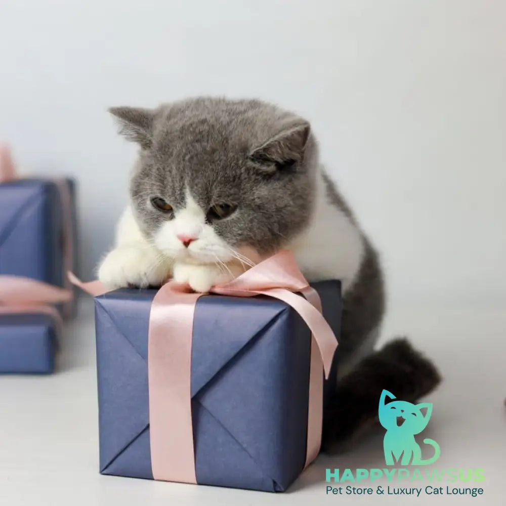 Mihael British Shorthair male blue bicolour - live animals