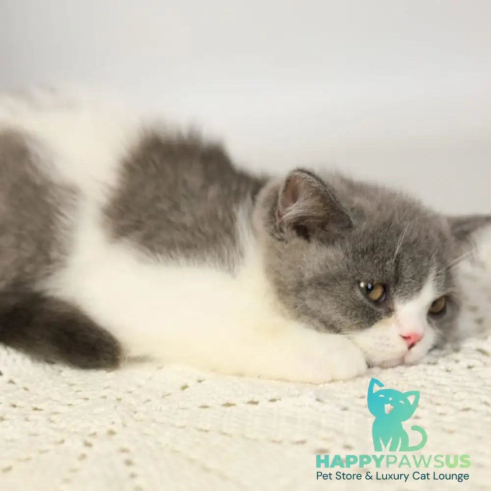 Mihael British Shorthair male blue bicolour - live animals