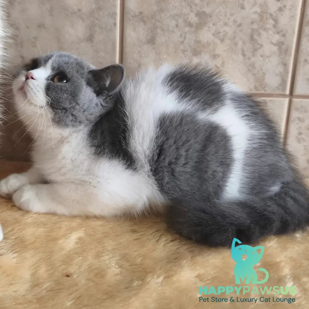 Mihael British Shorthair male blue bicolour - live animals