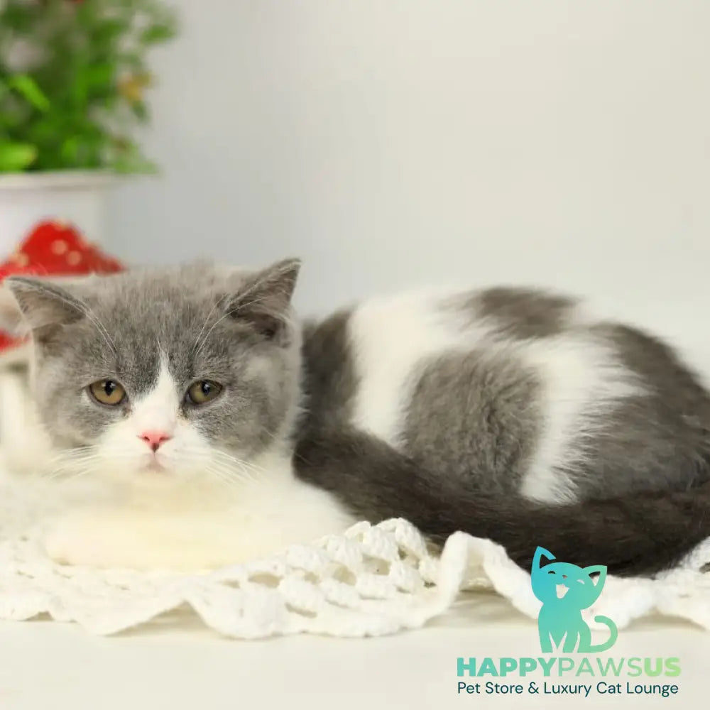 Mihael British Shorthair male blue bicolour - live animals