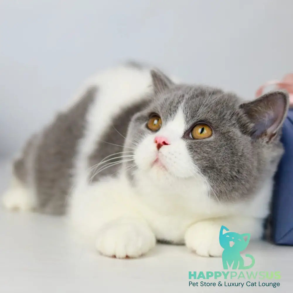 Mihael British Shorthair male blue bicolour - live animals