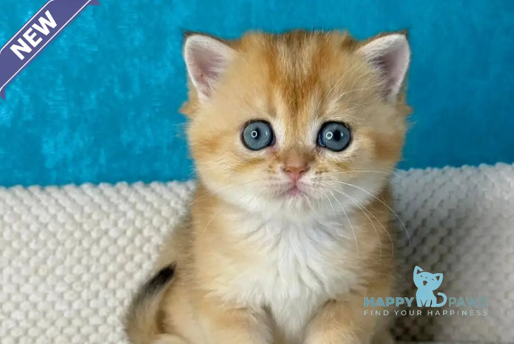 Mika British Shorthair female black golden shaded live animals