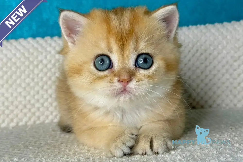 Mika British Shorthair female black golden shaded live animals