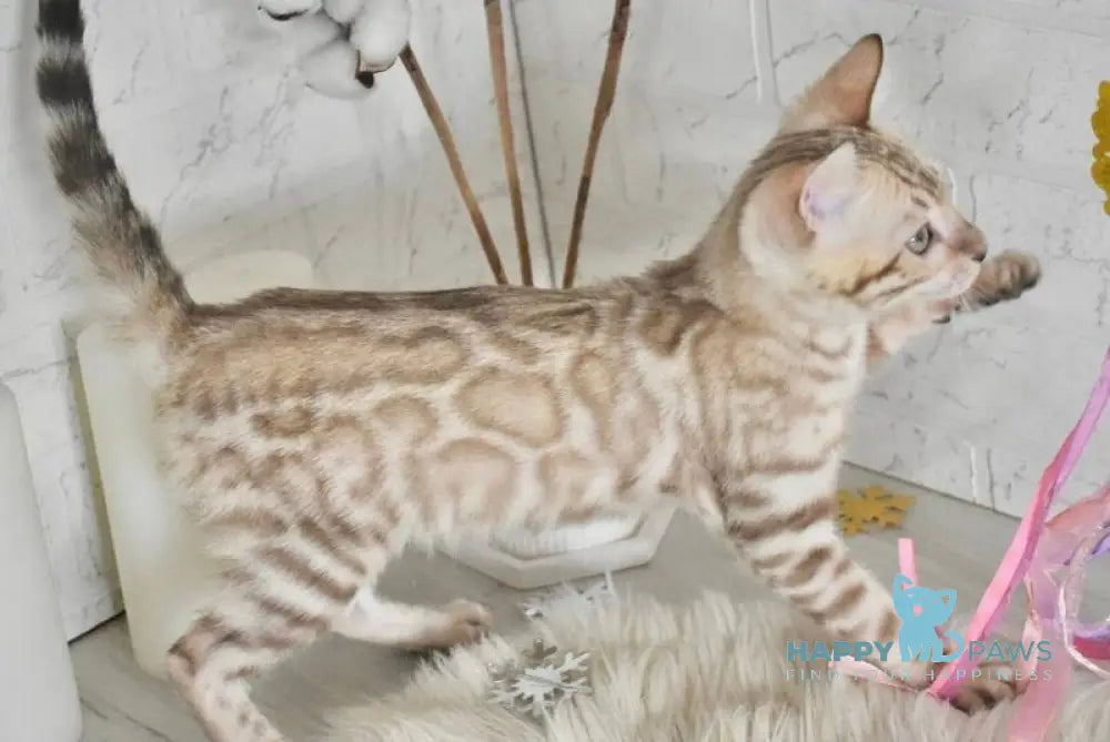 Mikas Bengal male black spotted tabby pointed live animals