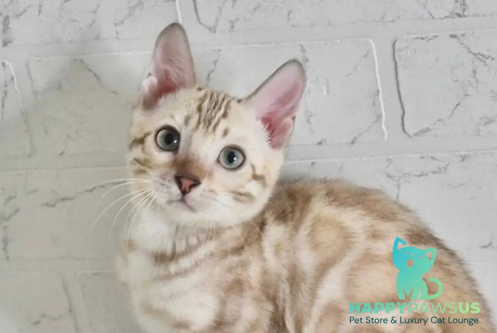 Mikas Bengal male black spotted tabby pointed live animals