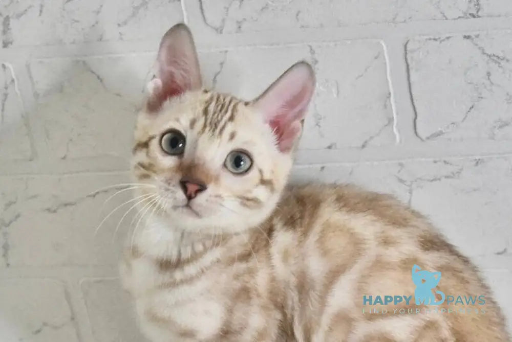 Mikas Bengal male black spotted tabby pointed live animals