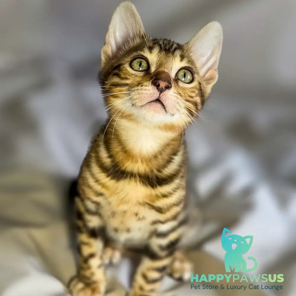 Mike Bengal male black spotted tabby - live animals