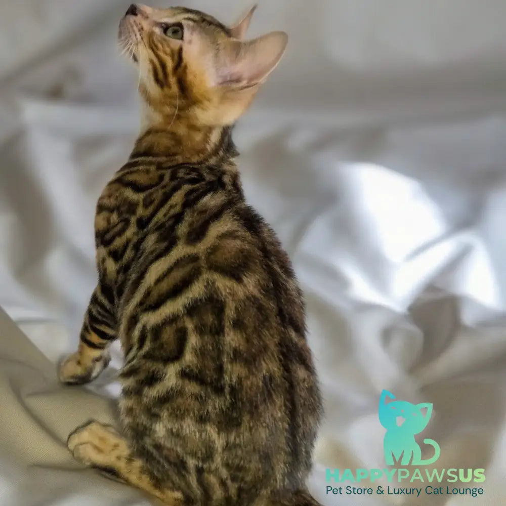 Mike Bengal male black spotted tabby - live animals