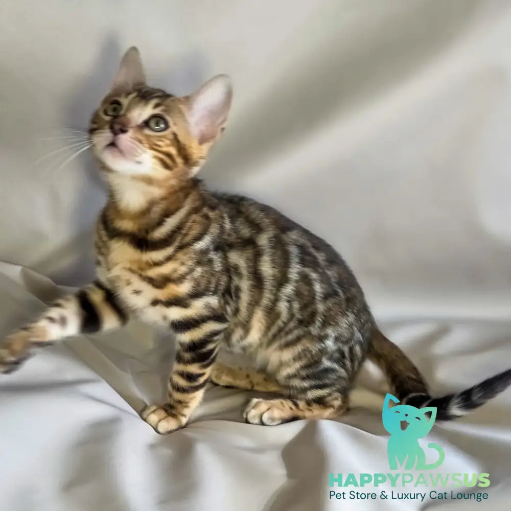 Mike Bengal male black spotted tabby - live animals
