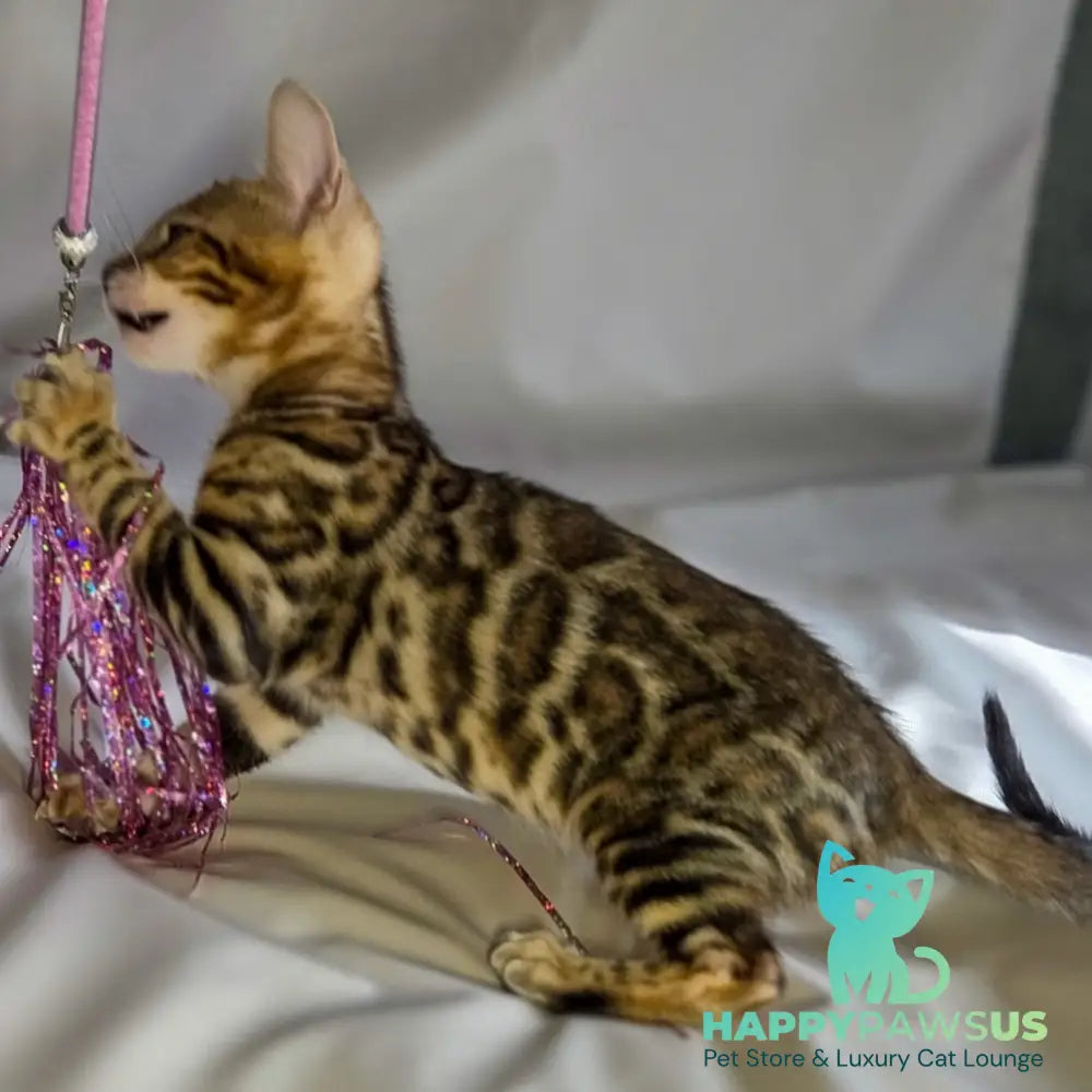 Mike Bengal male black spotted tabby - live animals