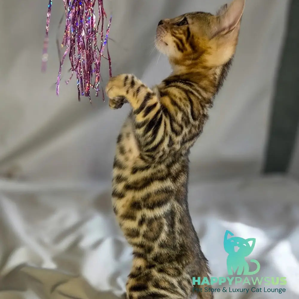 Mike Bengal male black spotted tabby - live animals