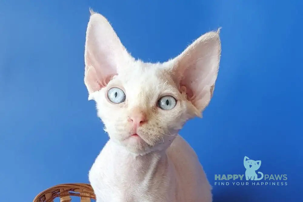 Mike Devon Rex male cream pointed - live animals