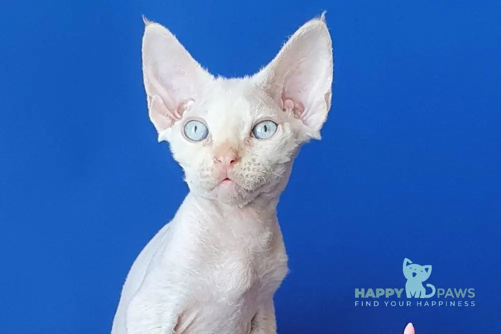 Mike Devon Rex male cream pointed - live animals