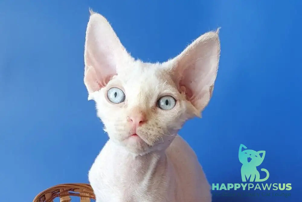 Mike Devon Rex male cream pointed - live animals