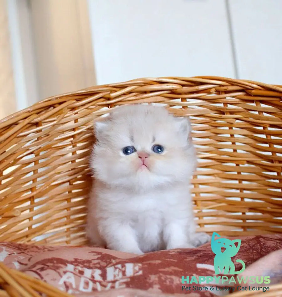 Miki British Longhair male blue golden chinchilla - live animals
