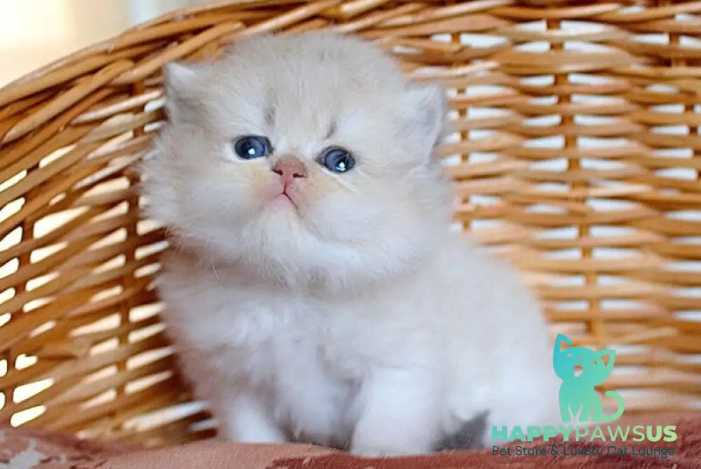 Miki British Longhair male blue golden chinchilla - live animals